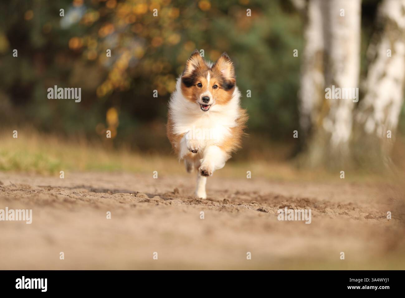Sheltie Foto Stock