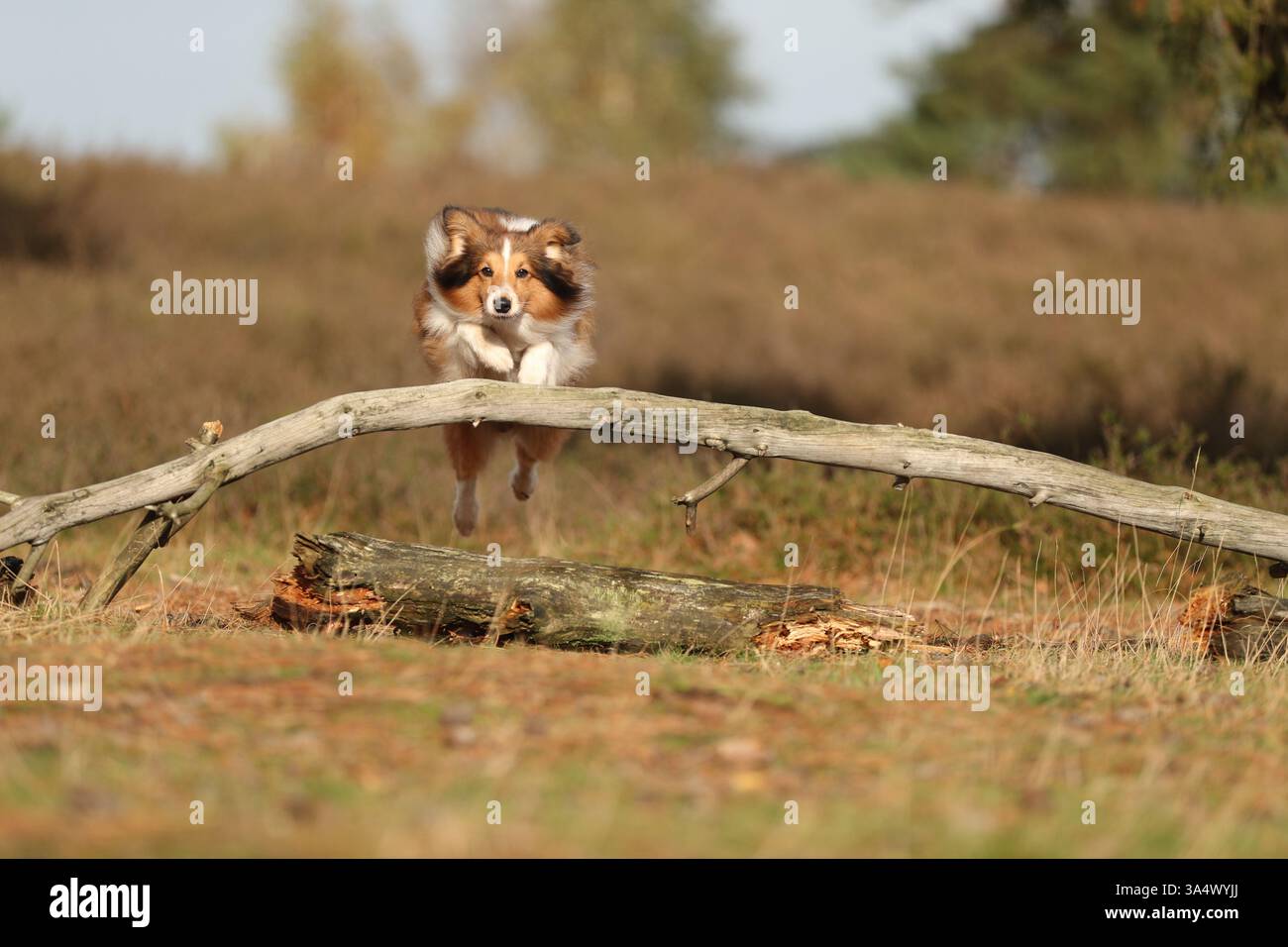 Sheltie Foto Stock