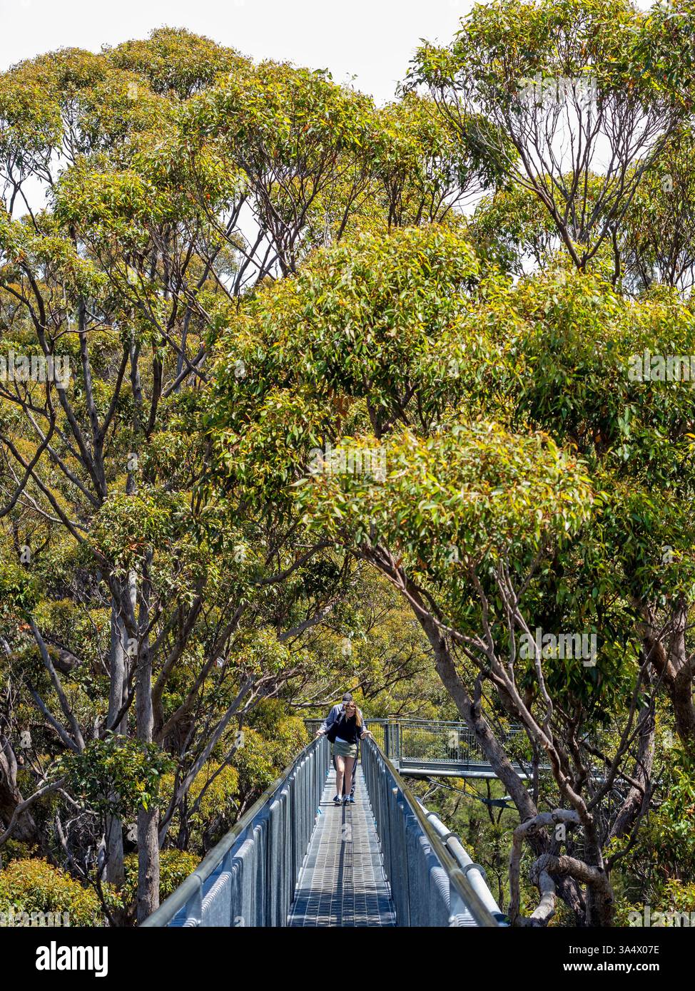 Valle dei Giganti Tree Top Walk Foto Stock