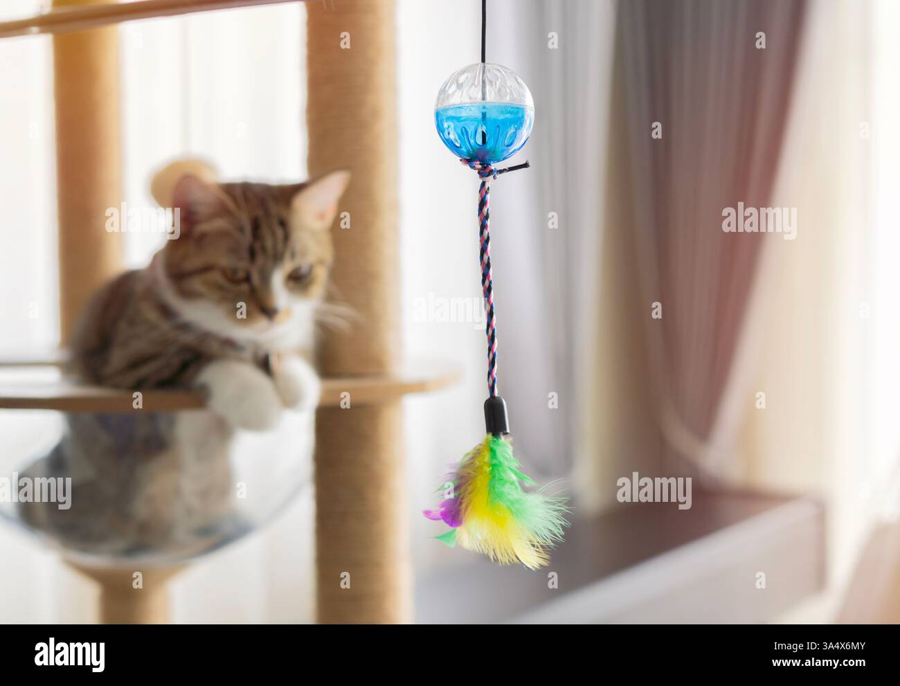 Carino gatto americano con capelli corti seduto sulla torre del gatto e guardando giocattoli di piume colorate. Messa a fuoco selettiva. Foto Stock