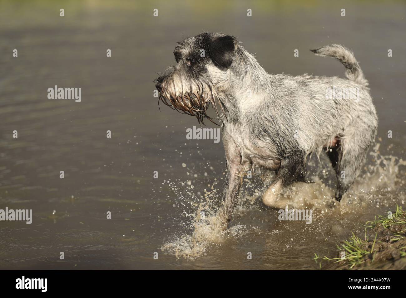 Schnauzer standard Foto Stock