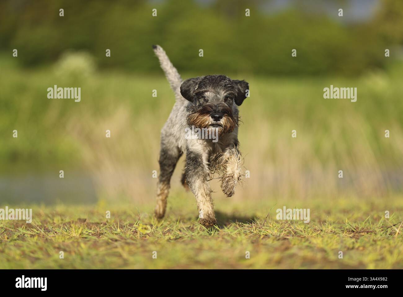 Schnauzer standard Foto Stock