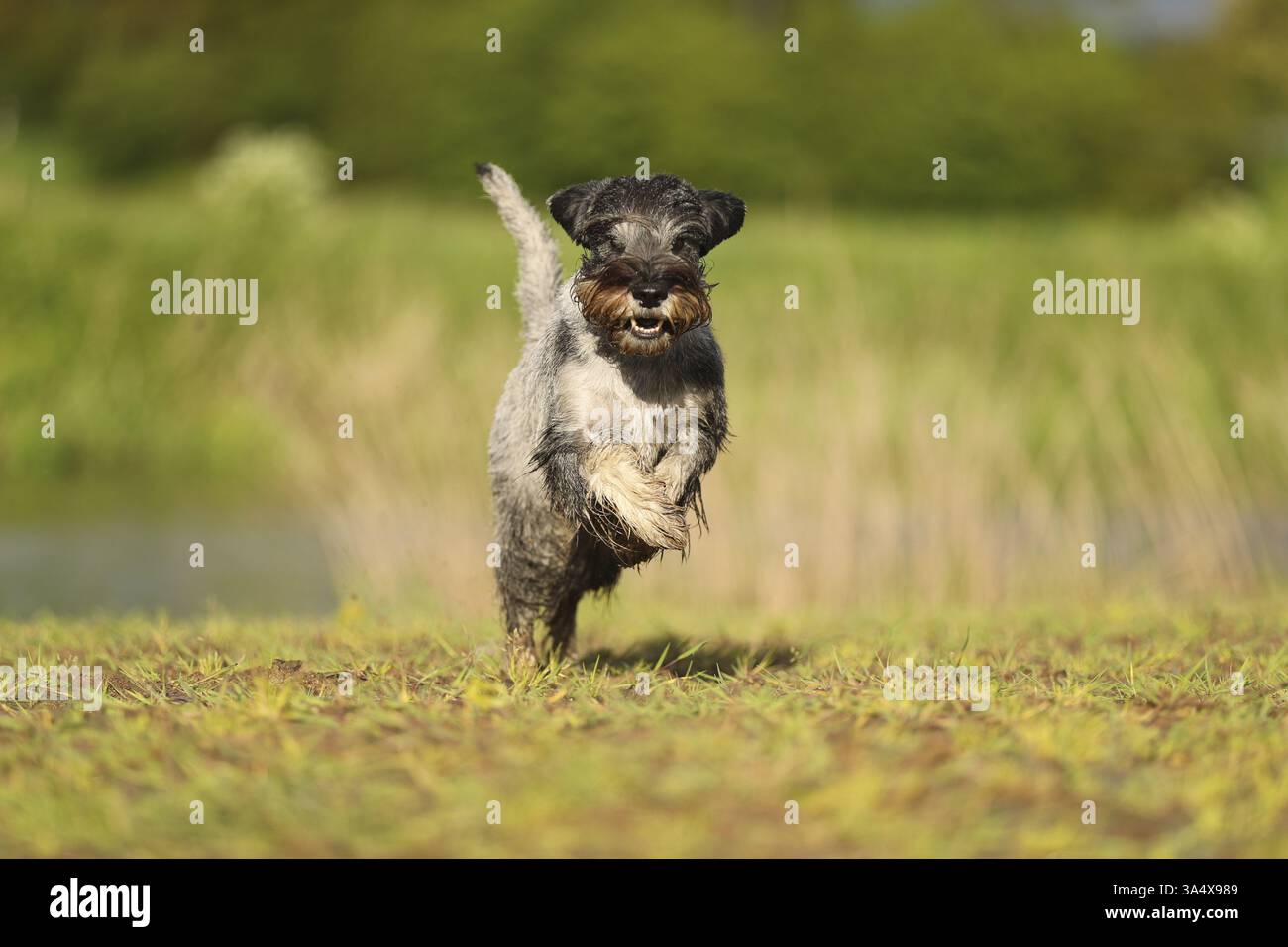 Schnauzer standard Foto Stock