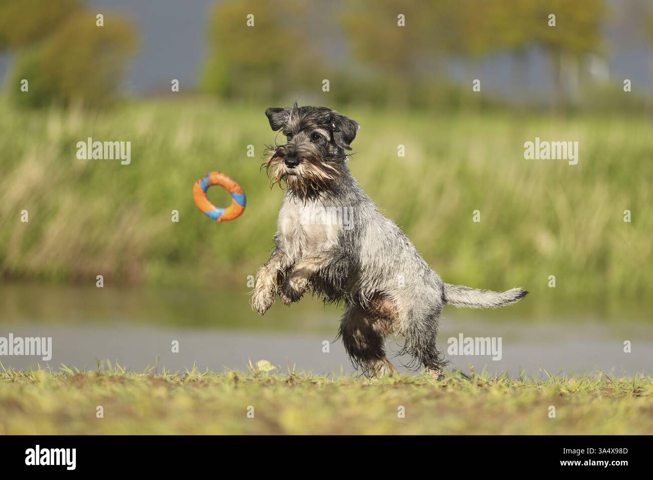 Schnauzer standard Foto Stock