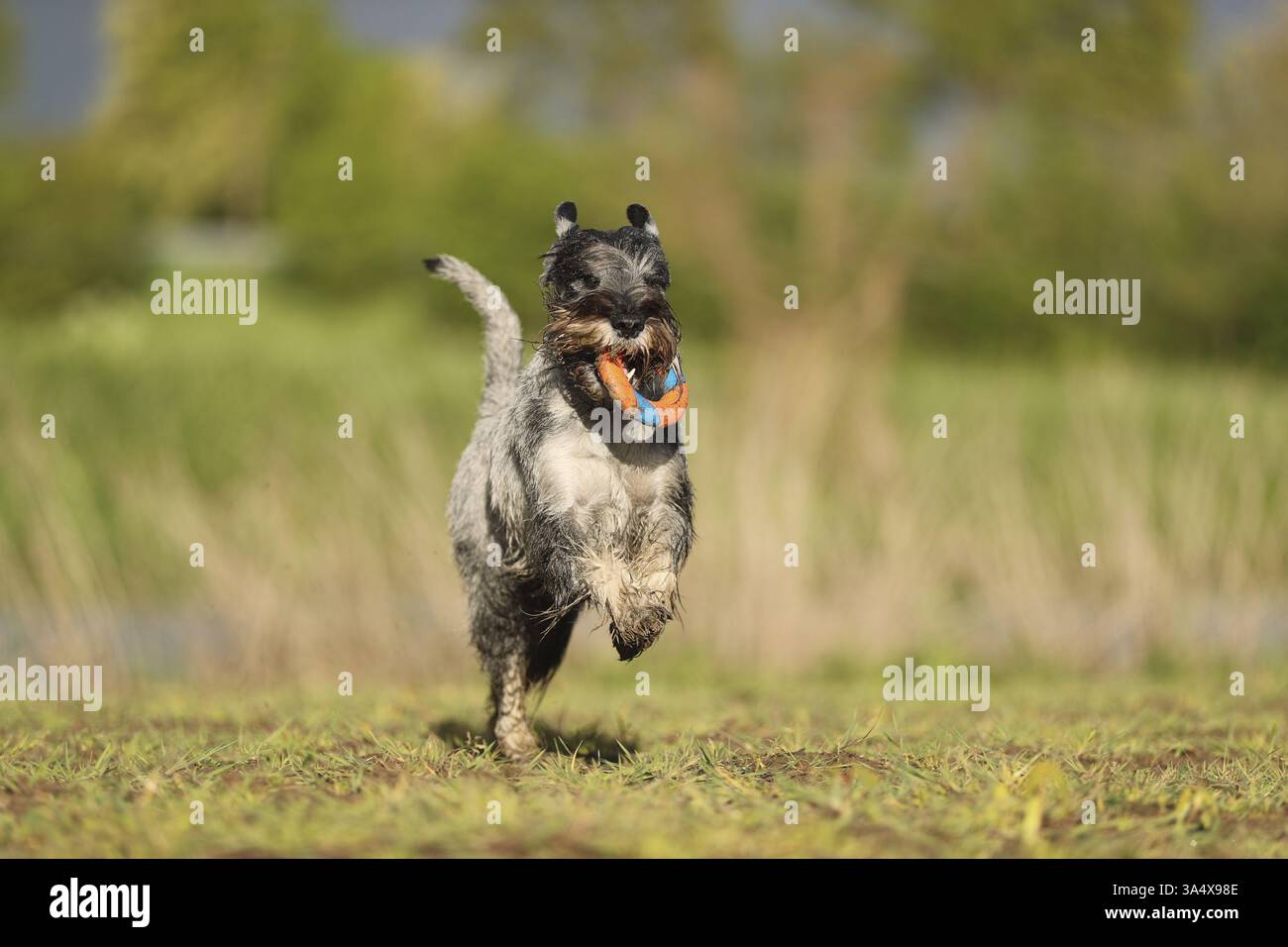Schnauzer standard Foto Stock