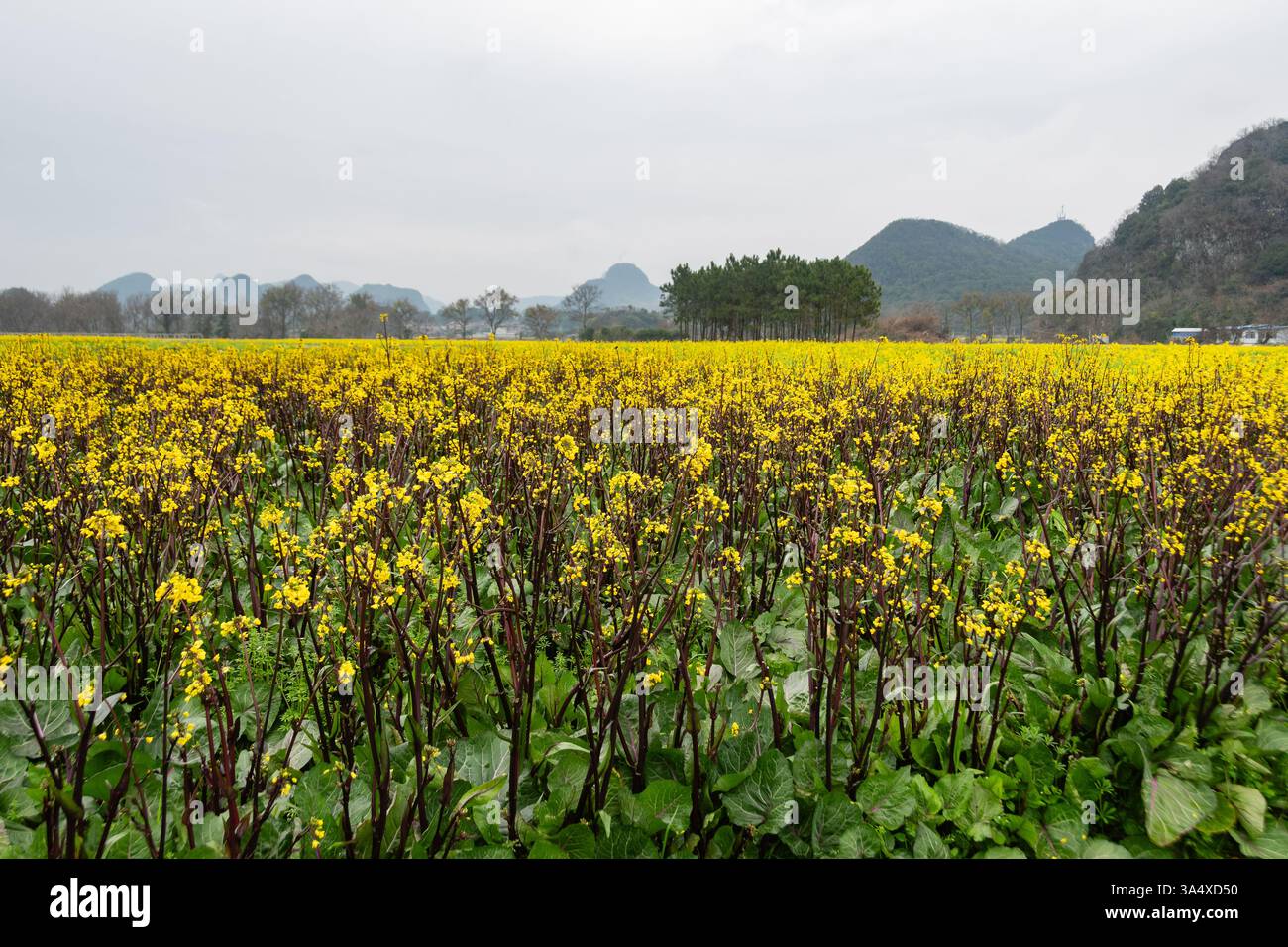 Golden Fields e Rolling Hills: Un tranquillo paesaggio rurale a Guilin Foto Stock