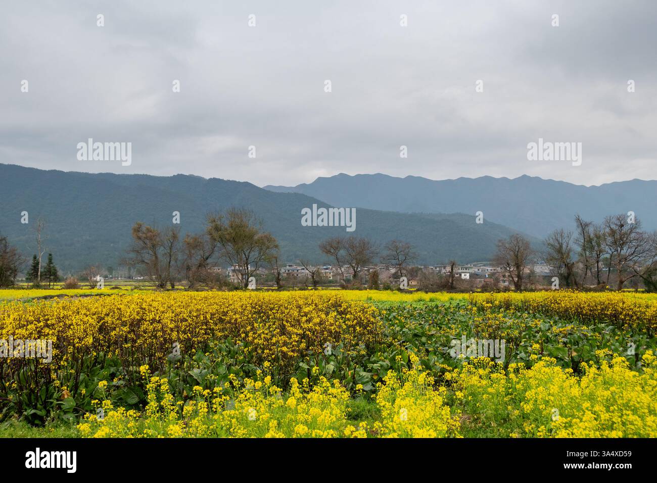 Golden Fields e Rolling Hills: Un tranquillo paesaggio rurale a Guilin Foto Stock