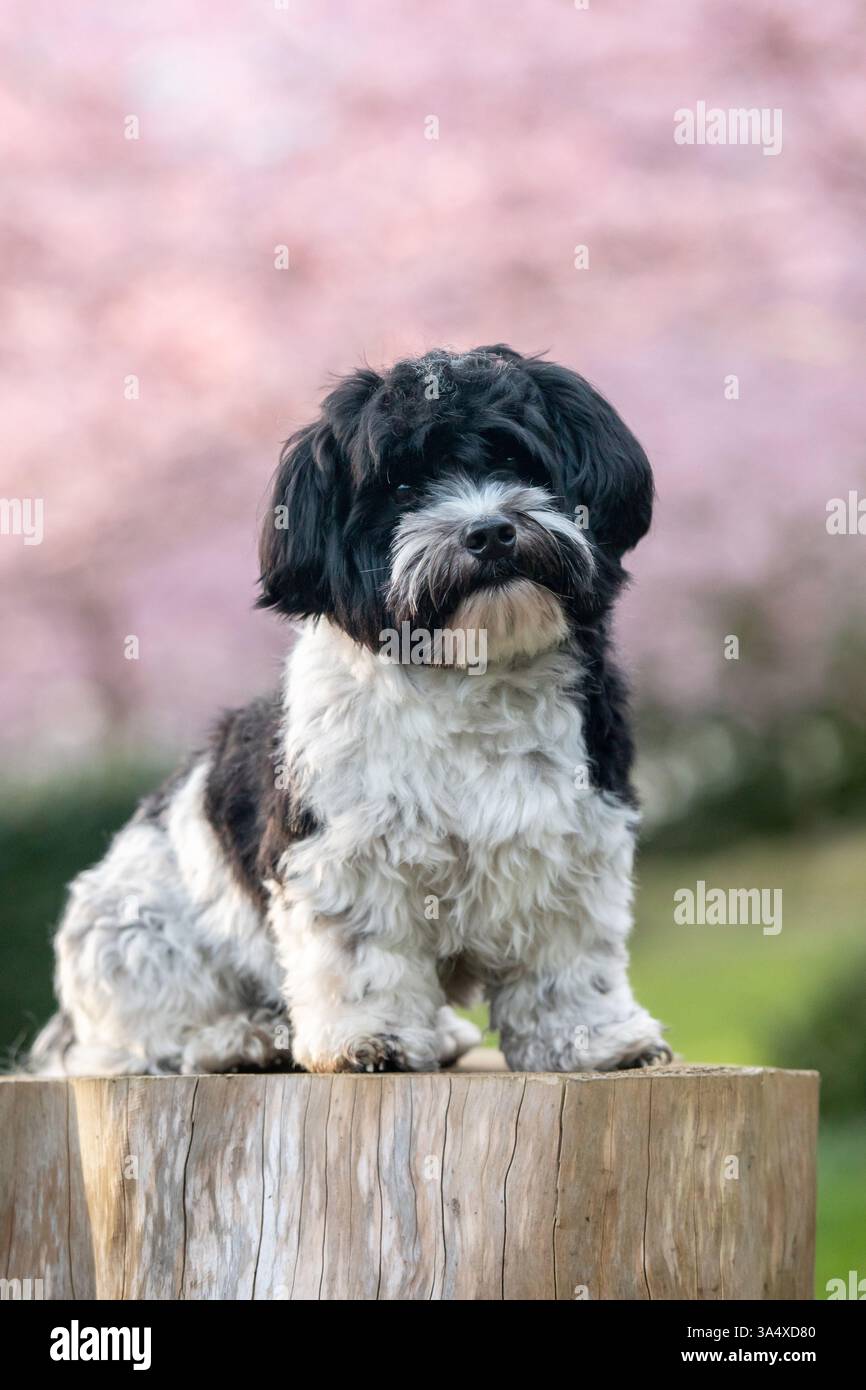 Havanese Foto Stock