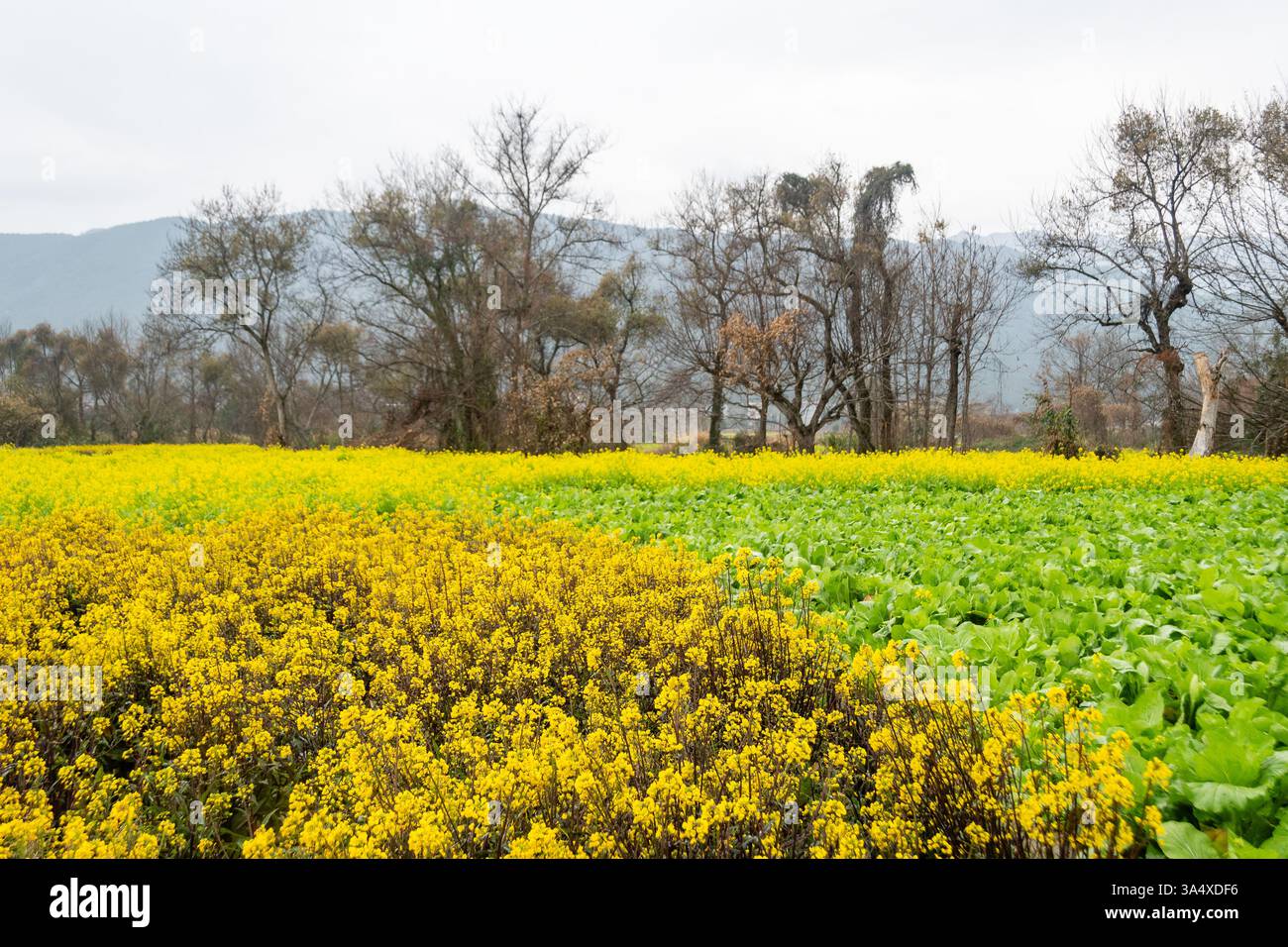 Golden Fields e Rolling Hills: Un tranquillo paesaggio rurale a Guilin Foto Stock