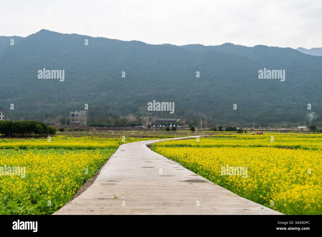 Golden Canola Fields a Guilin: Uno splendido paesaggio rurale Foto Stock