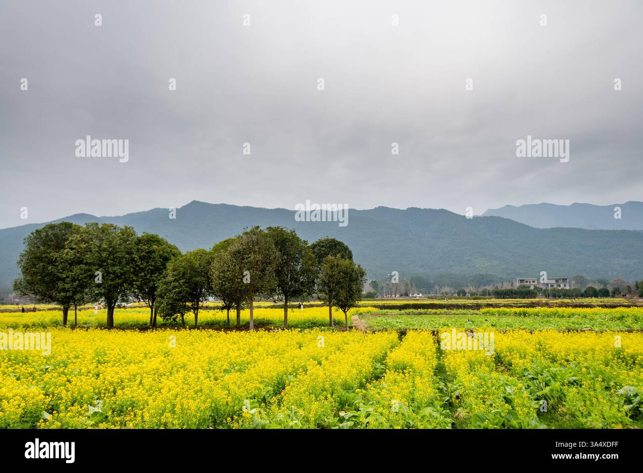 Golden Fields e Rolling Hills: Un tranquillo paesaggio rurale a Guilin Foto Stock
