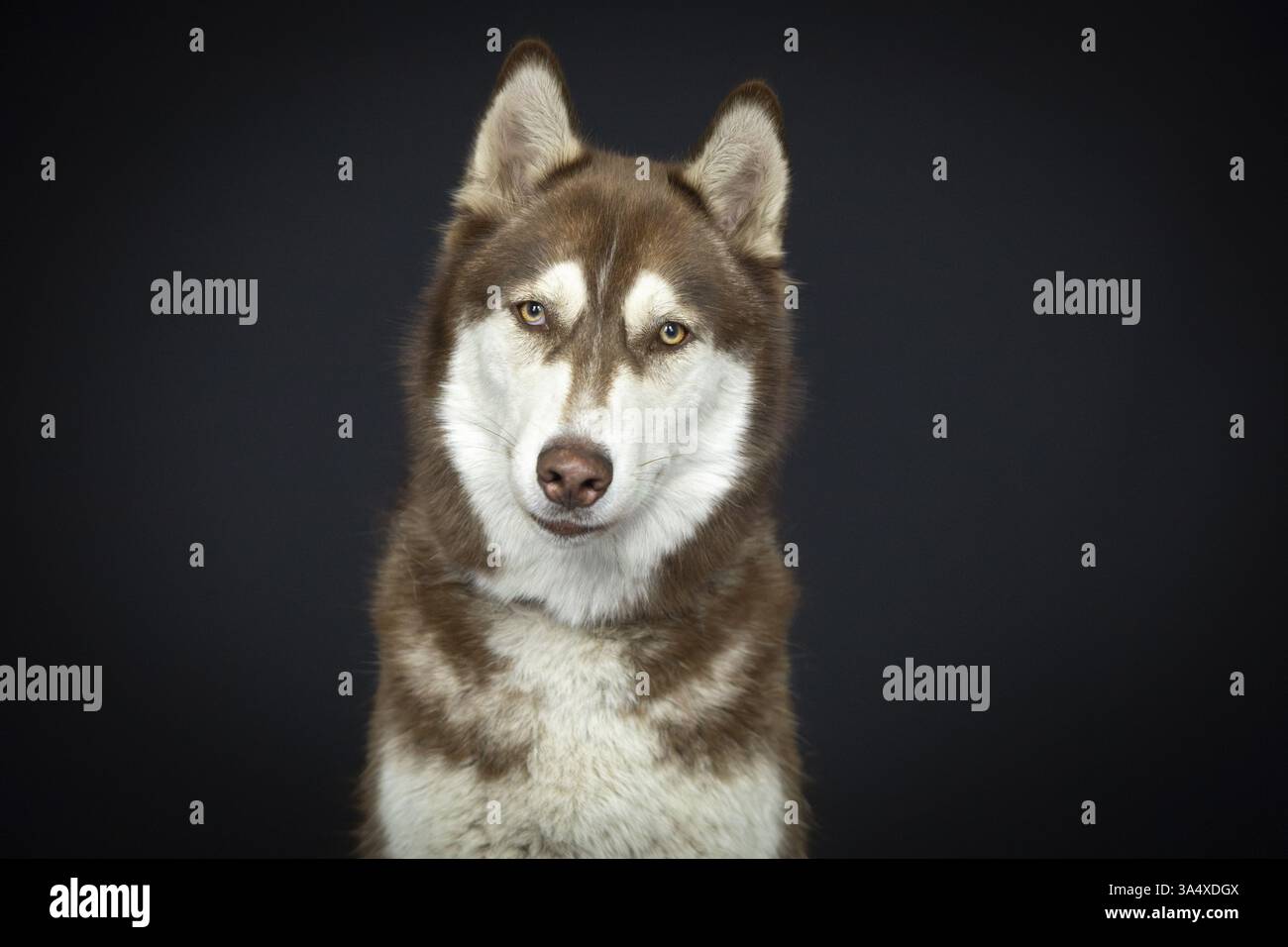 Husky siberiano Foto Stock