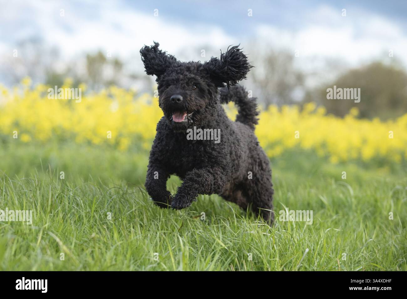 Perro de Agua Espanol Foto Stock