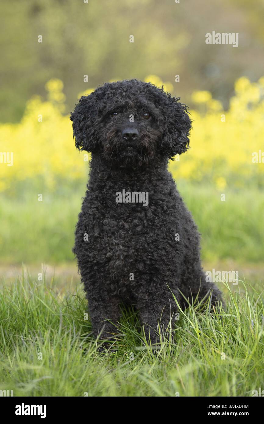 Perro de Agua Espanol Foto Stock
