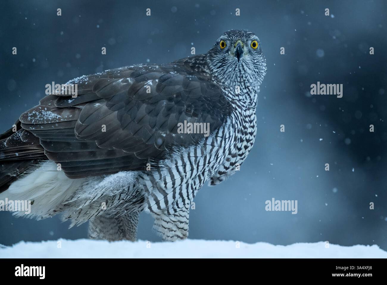 Ritratto di Goshawk in nevicata la mattina presto Foto Stock