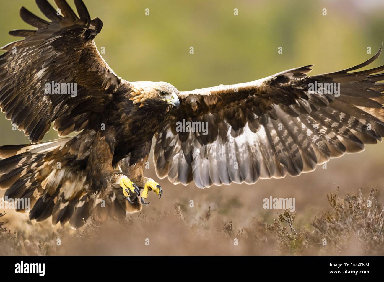 Atterraggio dell'aquila d'oro con sfondo nella foresta Foto Stock