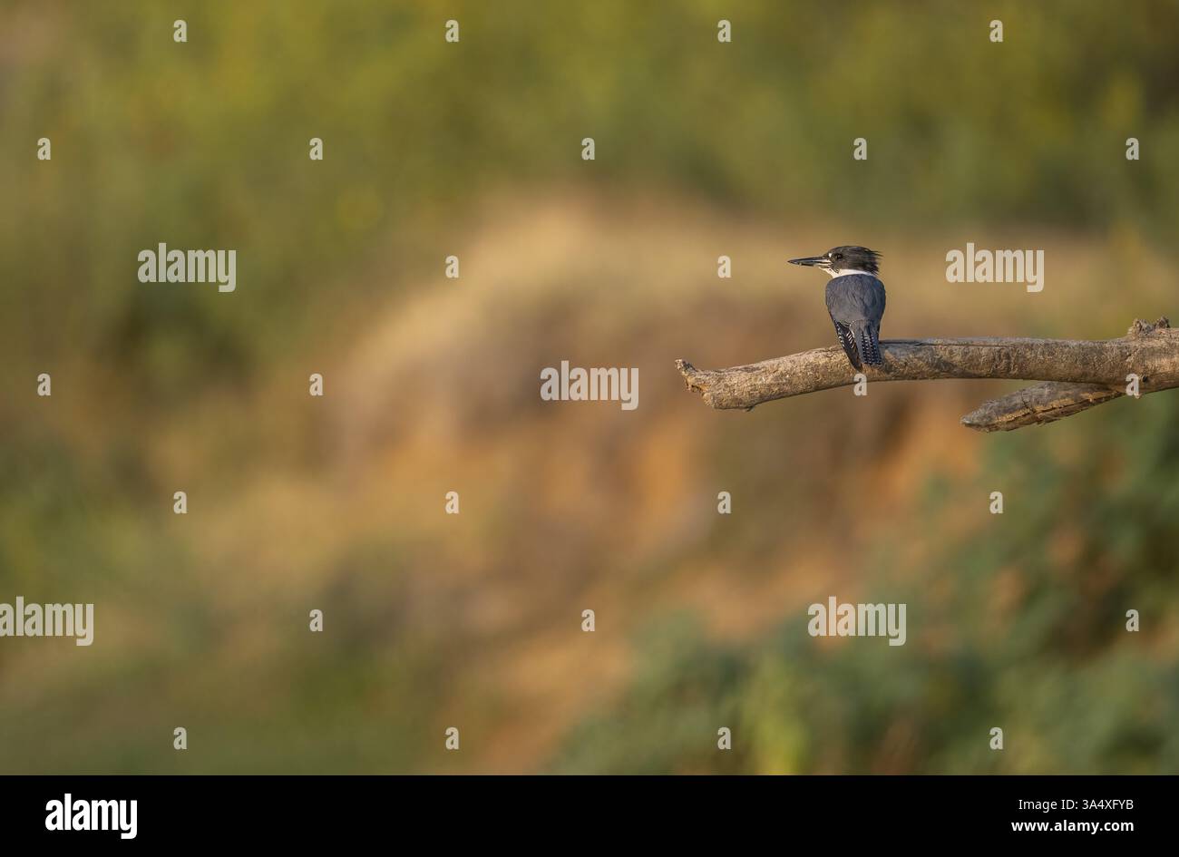 Kingfisher con cintura femmina appollaiato Foto Stock
