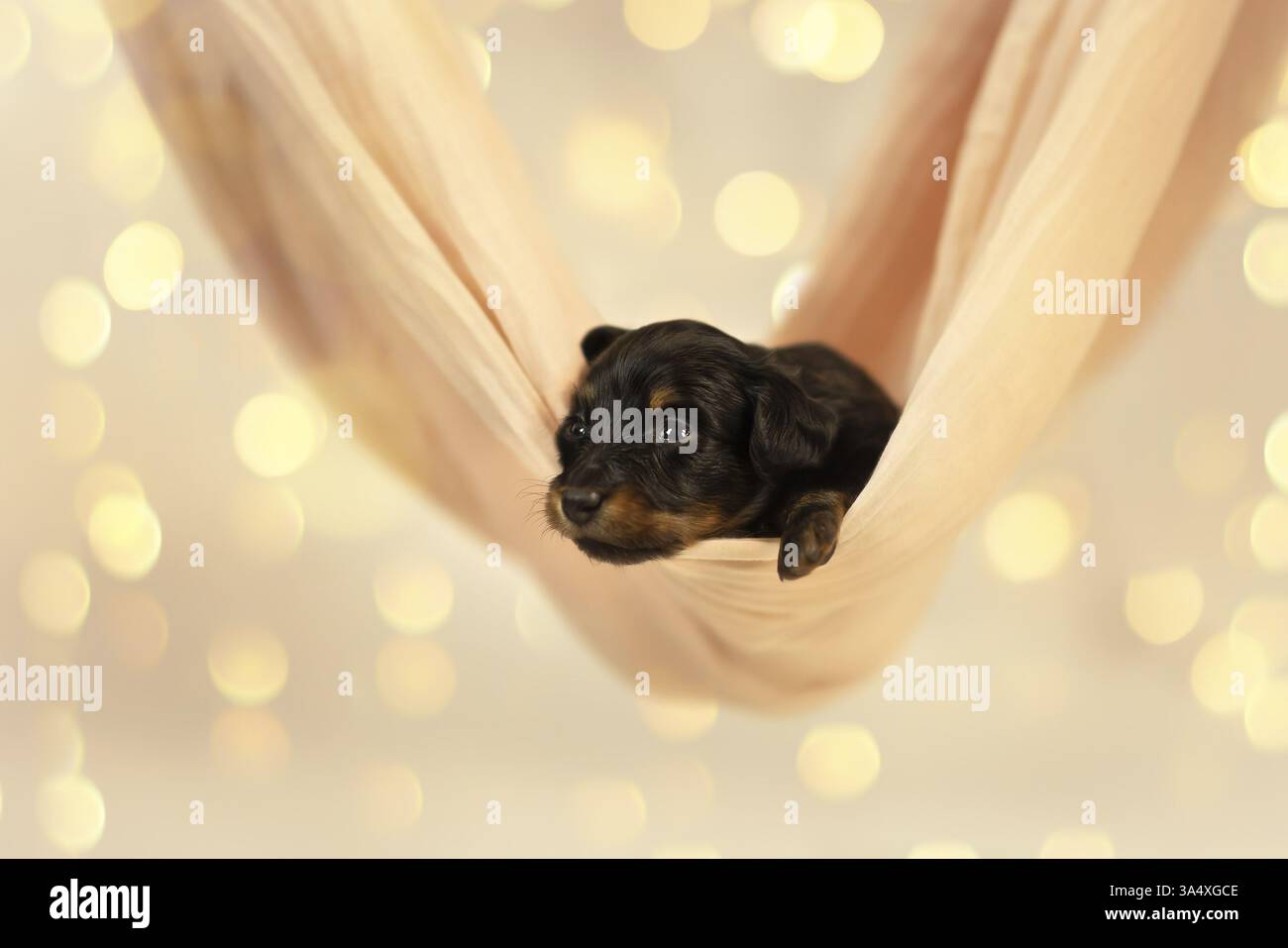 Russian Toy Terrier Foto Stock