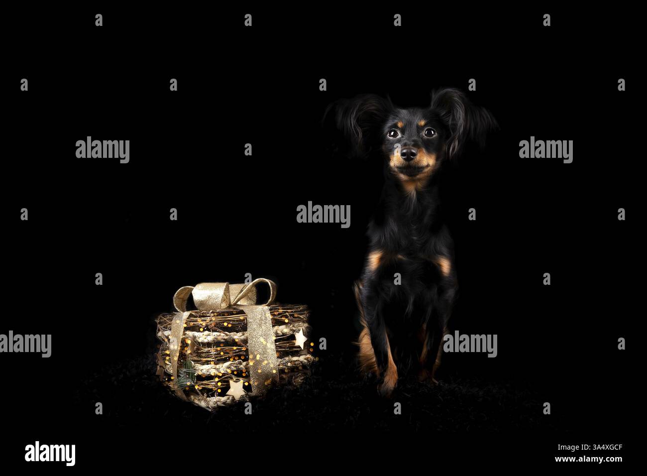Russian Toy Terrier Foto Stock