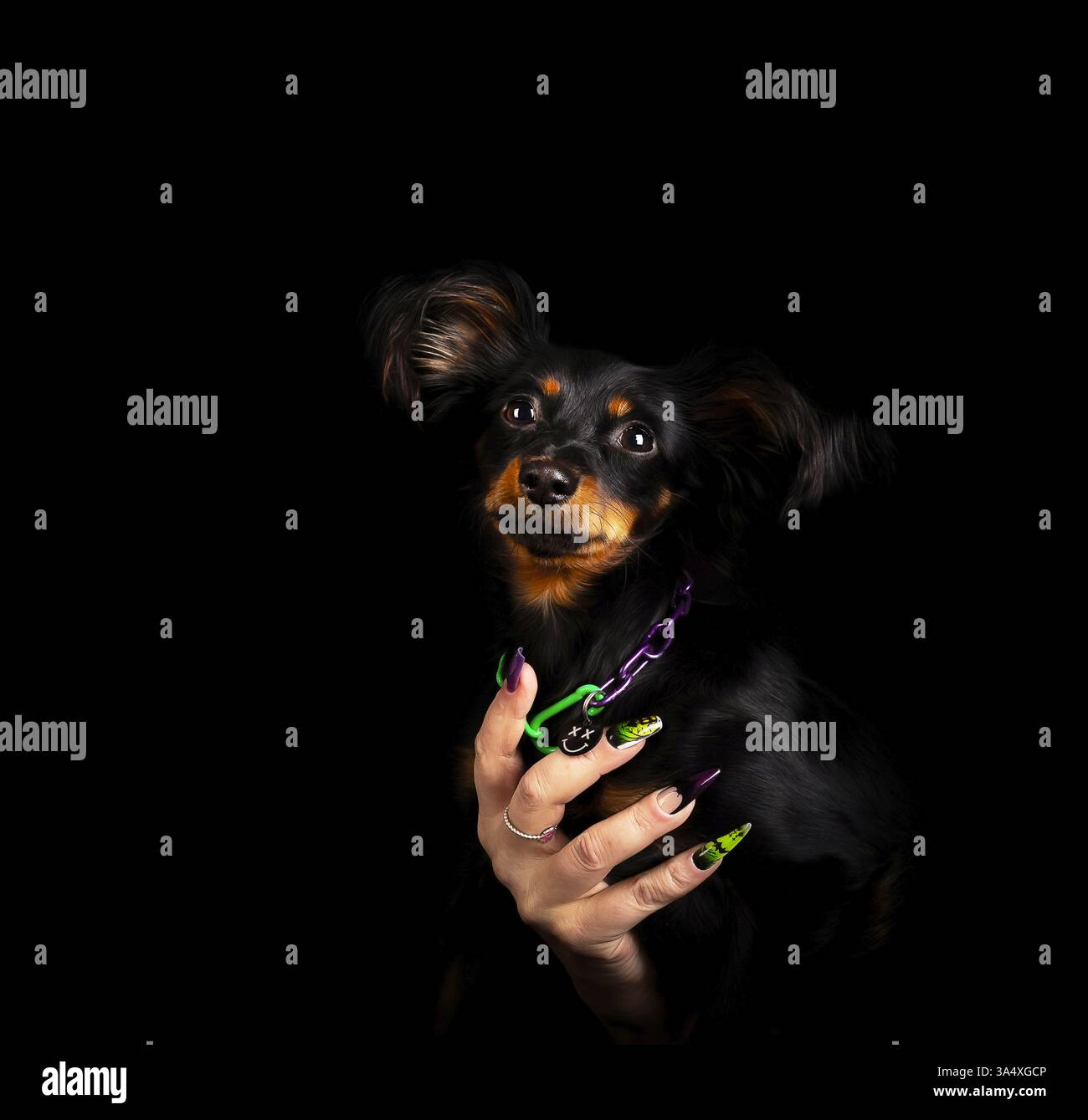 Russian Toy Terrier Foto Stock