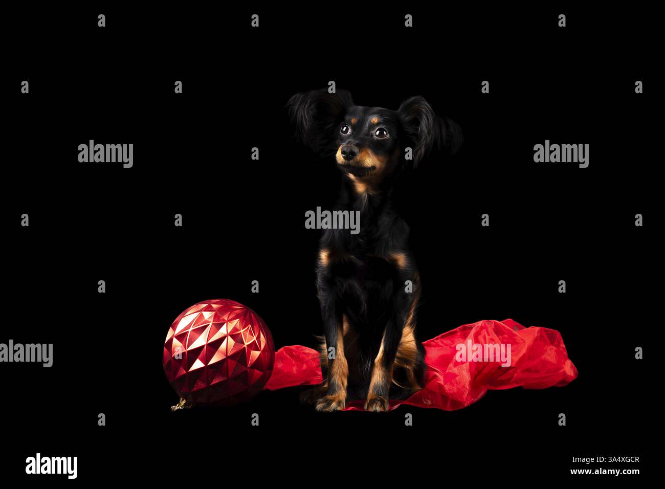 Russian Toy Terrier Foto Stock