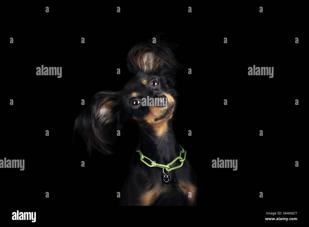 Russian Toy Terrier Foto Stock
