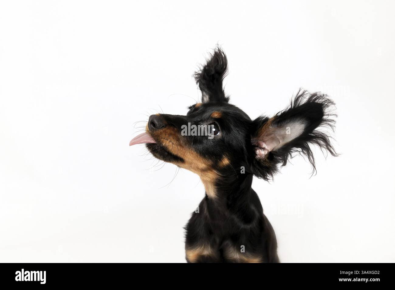 Russian Toy Terrier Foto Stock
