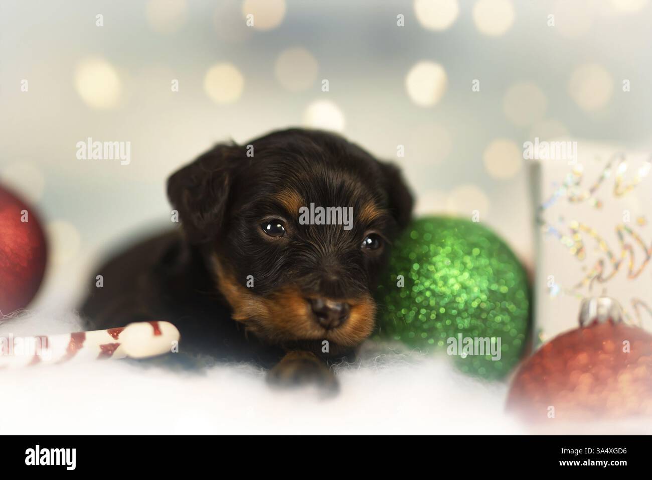 Russian Toy Terrier Foto Stock
