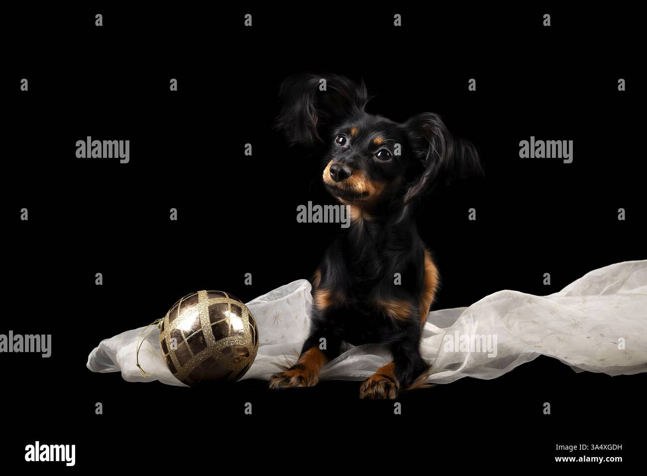 Russian Toy Terrier Foto Stock