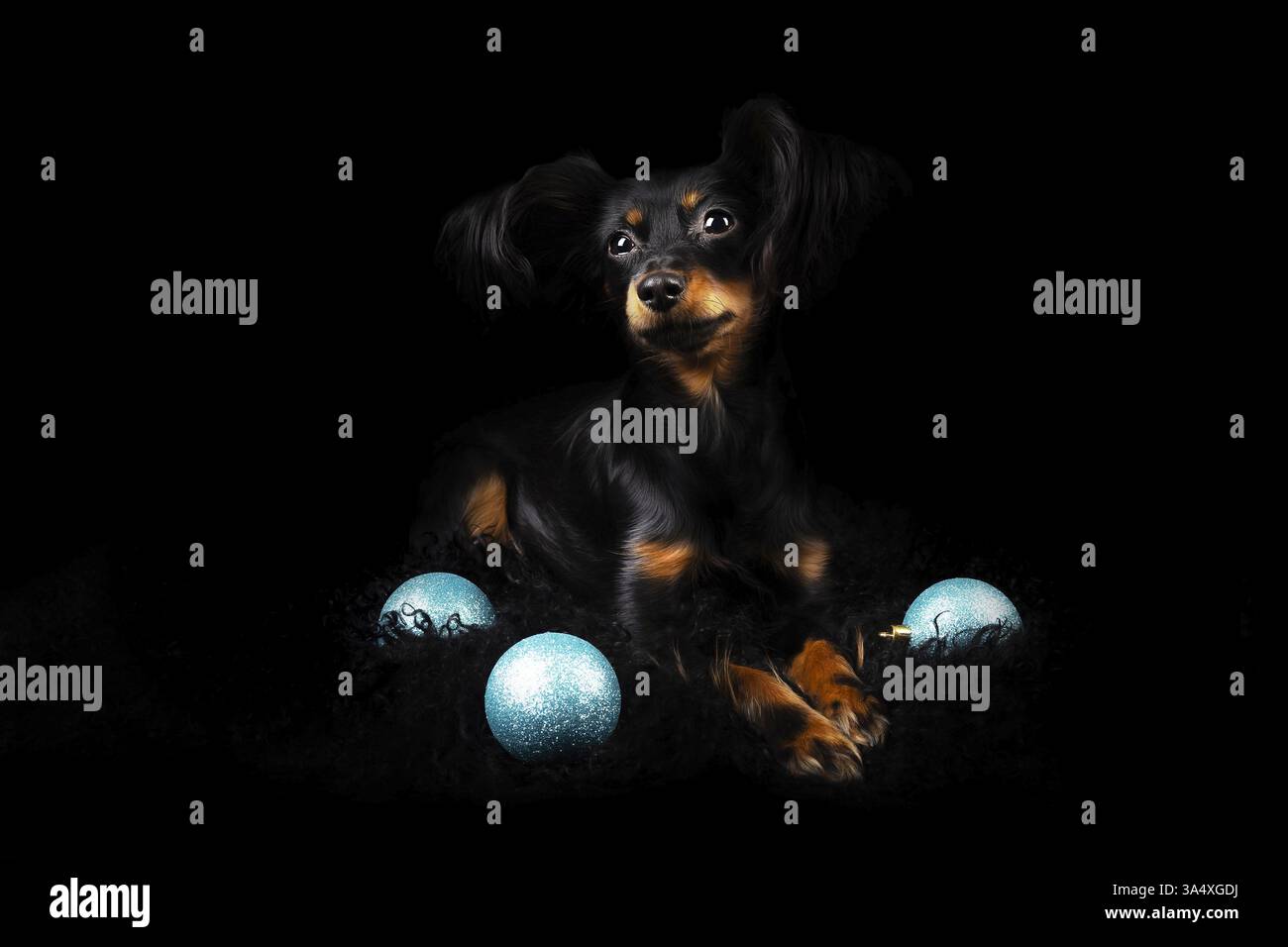 Russian Toy Terrier Foto Stock