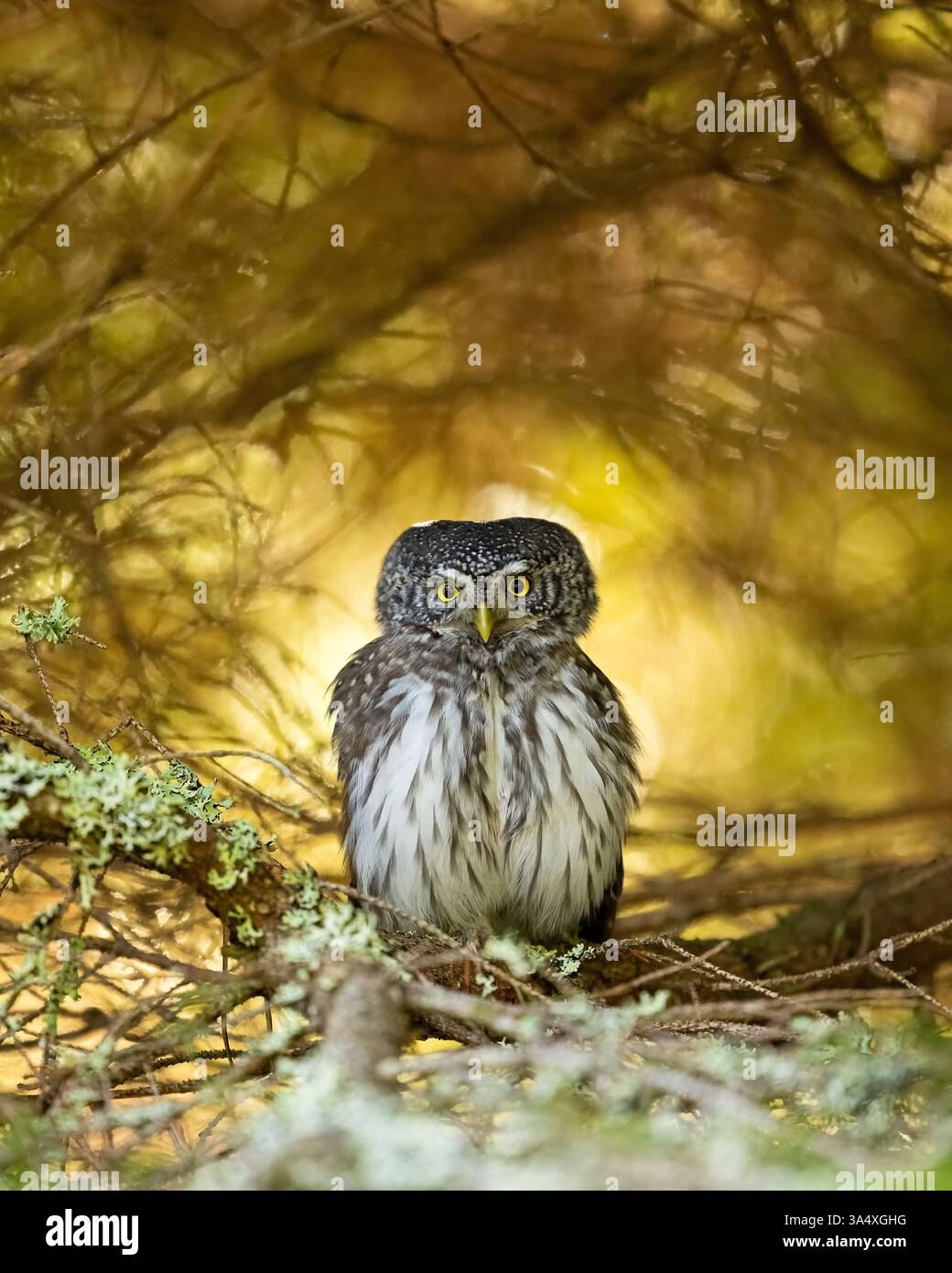 Gufo pigmeo nella foresta all'alba Foto Stock