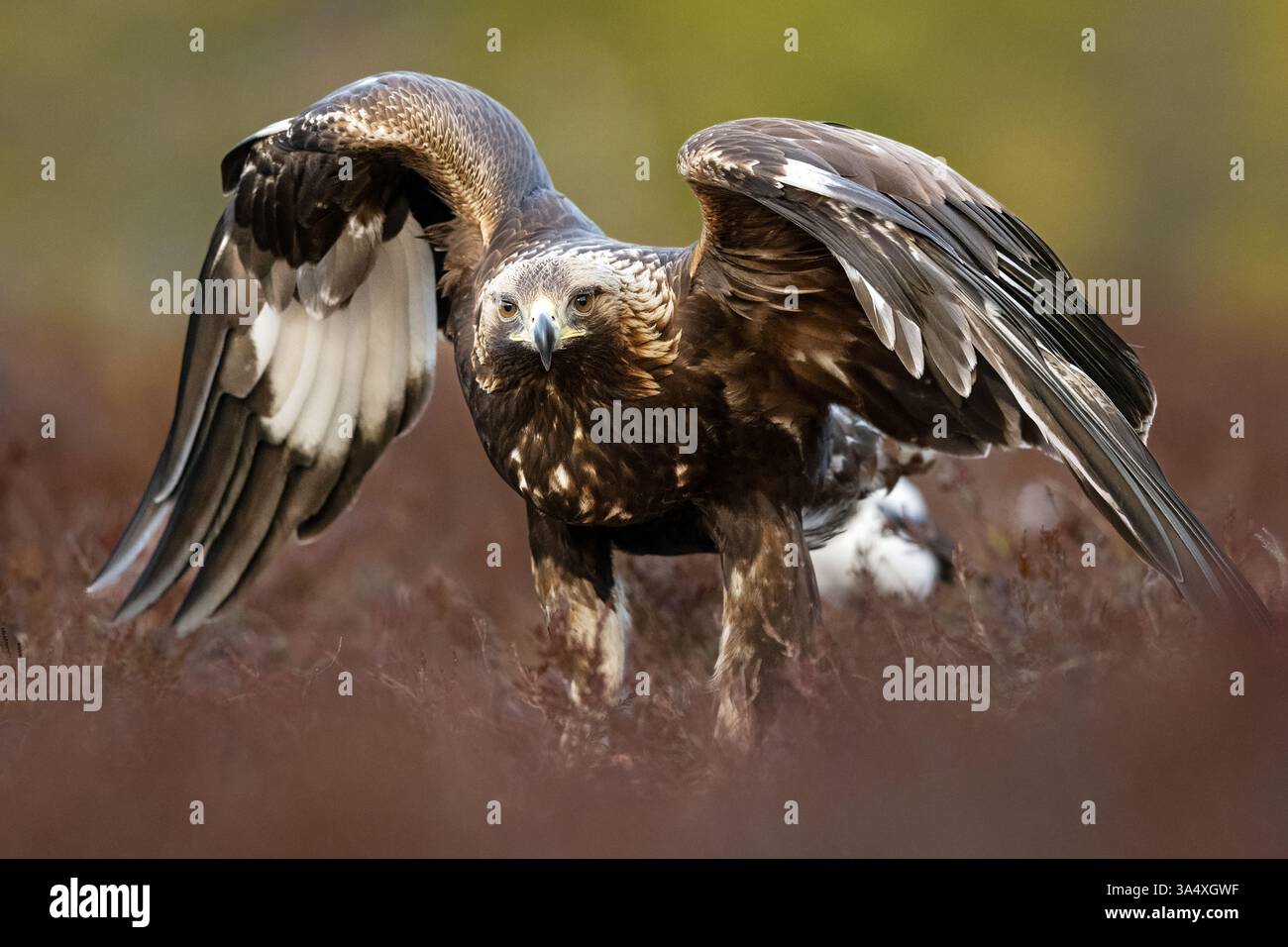 Aquila d'oro nel paesaggio paludoso, con ali larghe Foto Stock