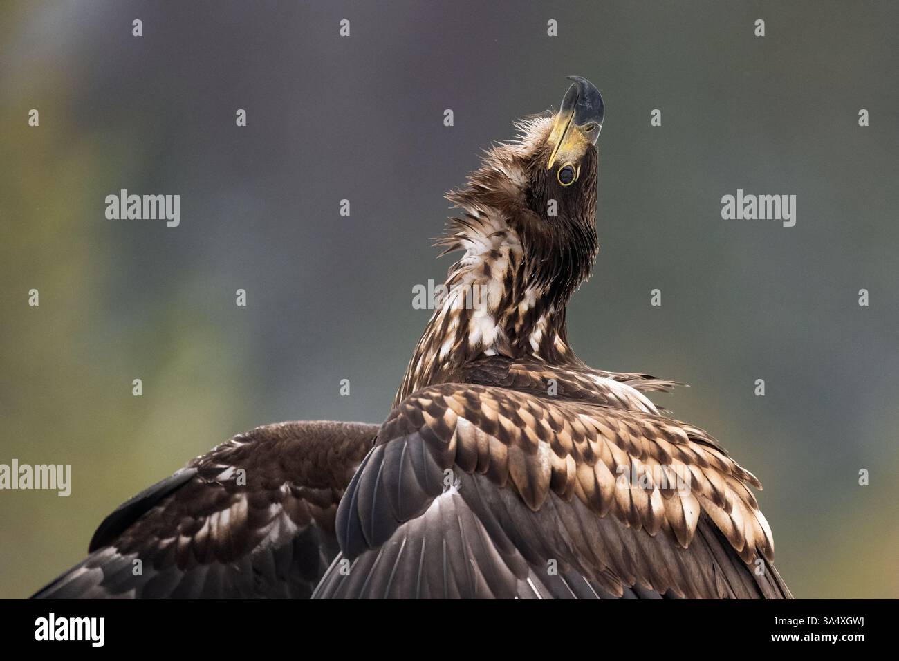 Giovane aquila in posa Foto Stock