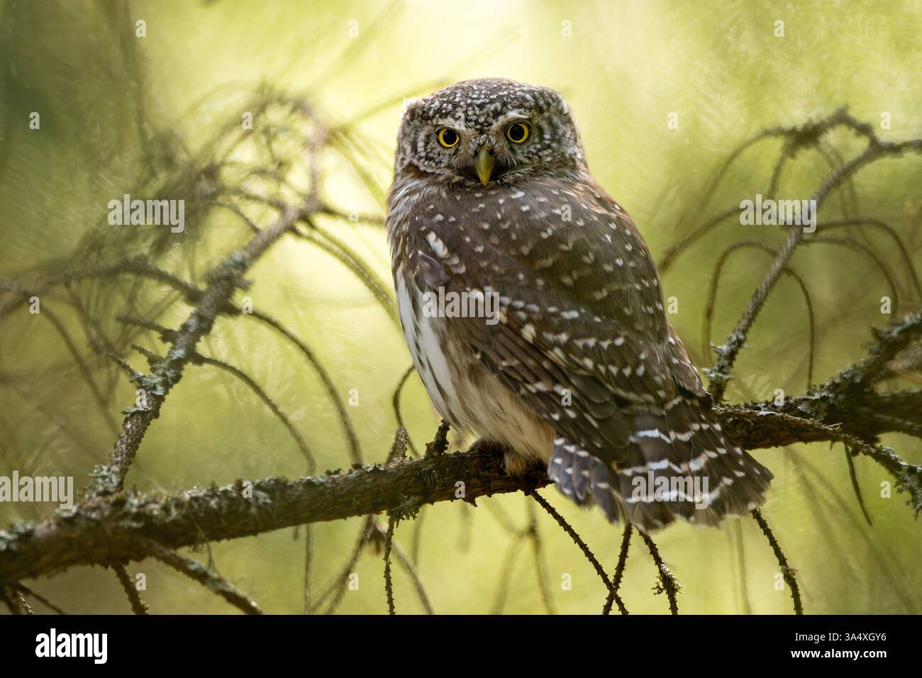 Gufo pigmeo eurasiatico nella foresta soleggiata in primavera Foto Stock