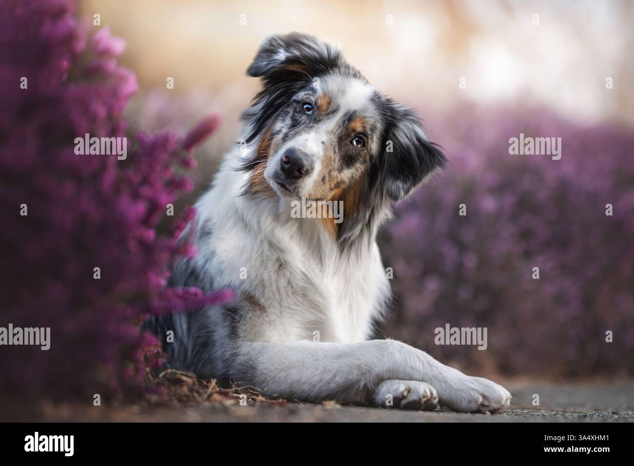Pastore australiano Foto Stock