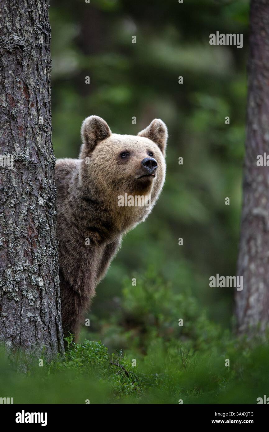 Ritratto di orso bruno femmina nella foresta Foto Stock