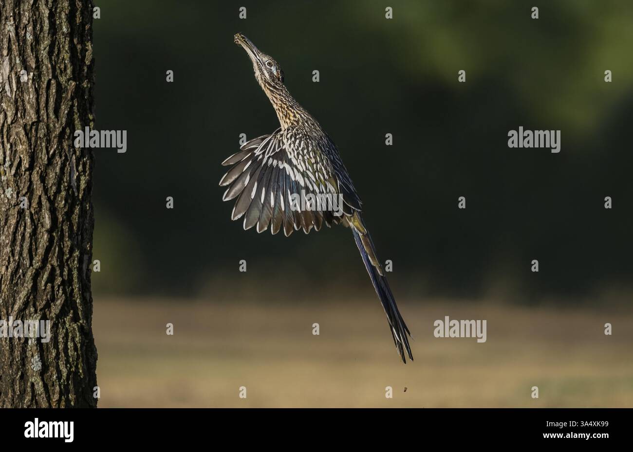 Kingfisher con cintura femmina appollaiato Foto Stock