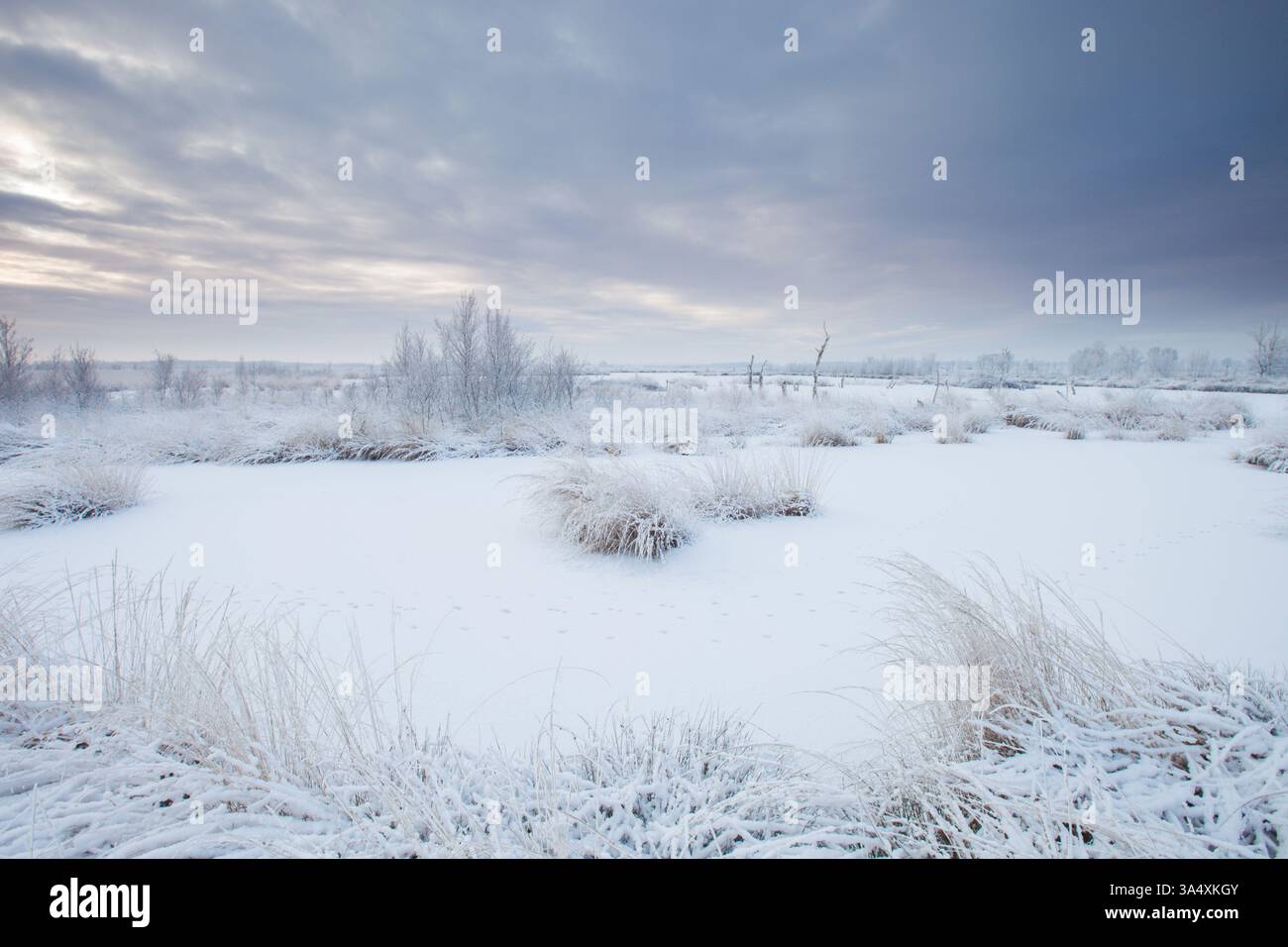 Un bianco paesaggio invernale al Fochteloërveen nei Paesi Bassi con neve sui campi e un bel cielo sullo sfondo Foto Stock Un bianco paesaggio invernale al Fochteloërveen nei Paesi Bassi con neve sui campi e un bel cielo sullo sfondo Foto Stock