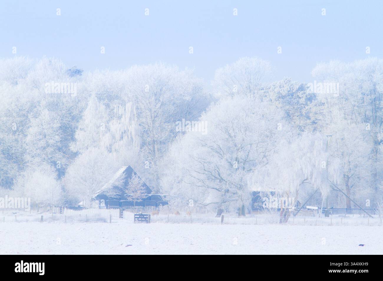 Un paesaggio invernale con nebbia e neve che copre la strada e il campo al Parco Nazionale di Dwingelderveld nei Paesi Bassi Foto Stock Un paesaggio invernale con nebbia e neve che copre la strada e il campo al Parco Nazionale di Dwingelderveld nei Paesi Bassi Foto Stock