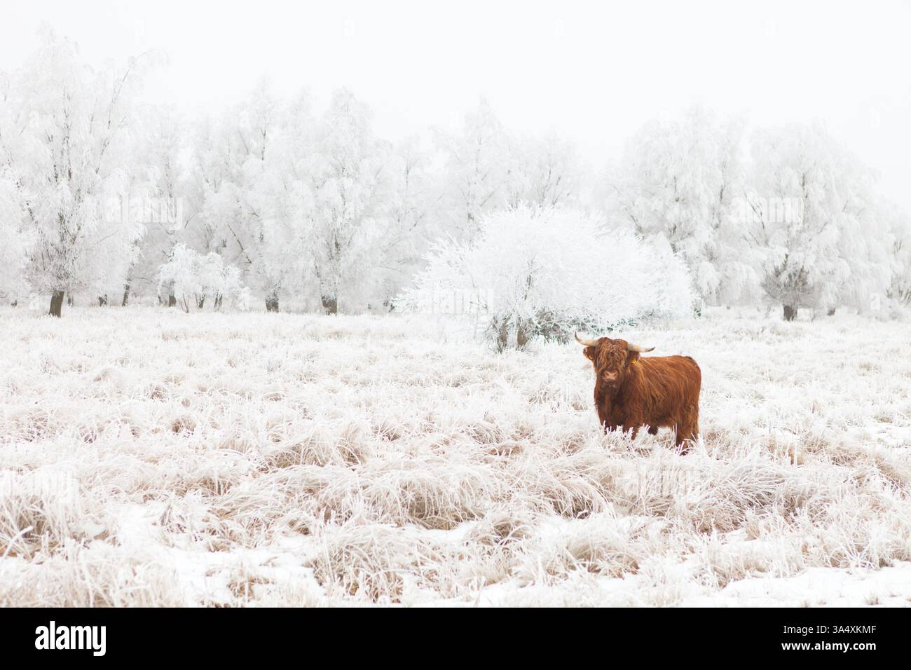 Un bellissimo paesaggio da favola come quello invernale con bestiame delle Highland sulla neve nel parco nazionale Lauwersmeer nei Paesi Bassi Foto Stock Un bellissimo paesaggio da favola come quello invernale con bestiame delle Highland sulla neve nel parco nazionale Lauwersmeer nei Paesi Bassi Foto Stock