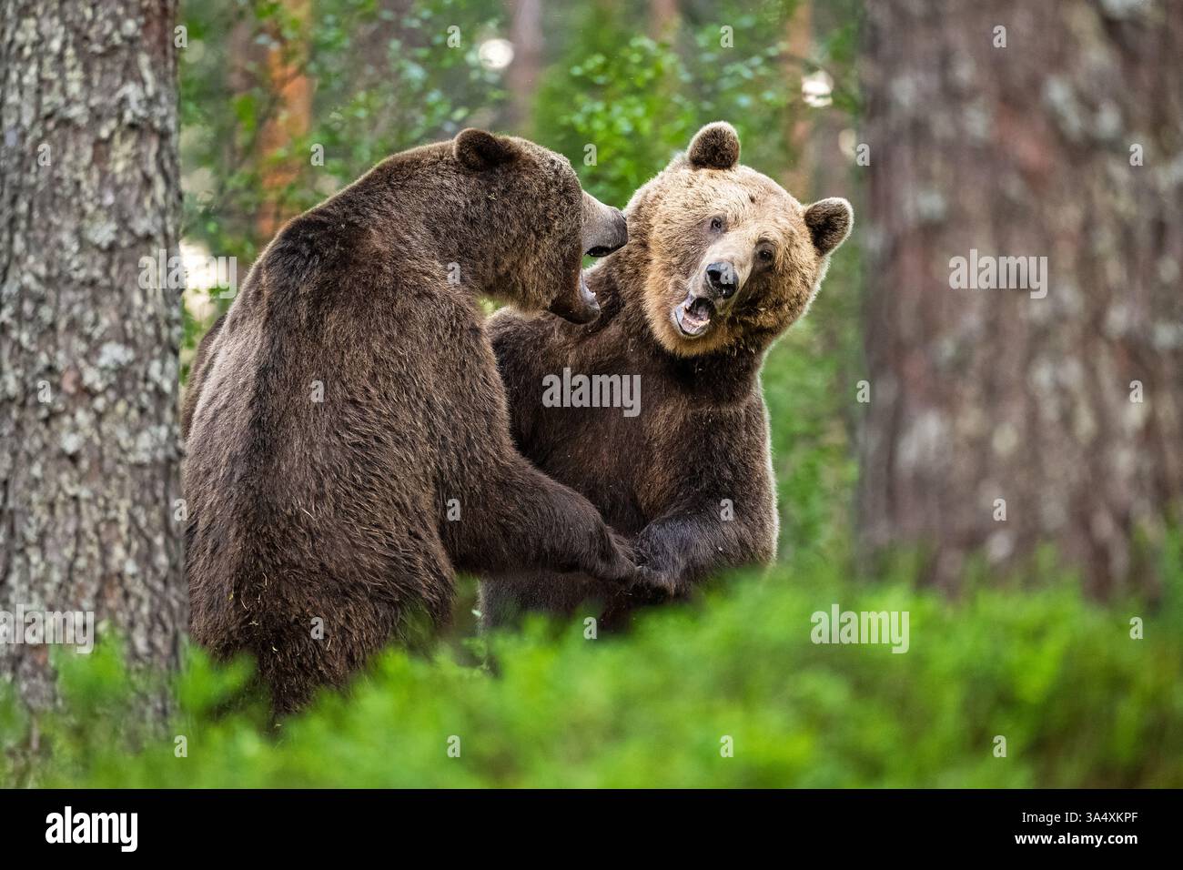 Gli orsi bruni combattono nella foresta Foto Stock