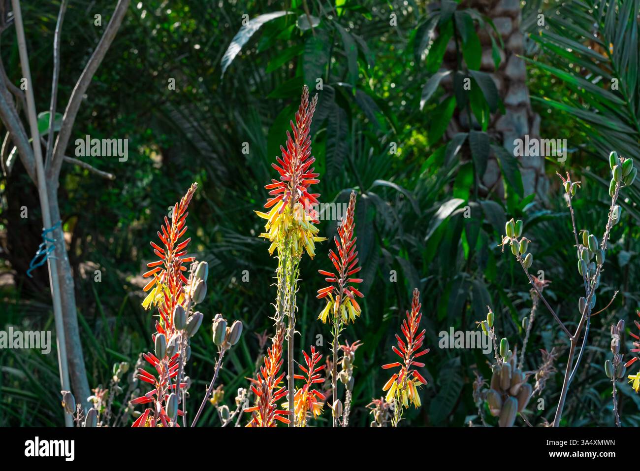 Colorato campo di fiori selvatici con effetto sfocato, perfetto per sfondi cinematografici e rilassanti. Foto di alta qualità Foto Stock