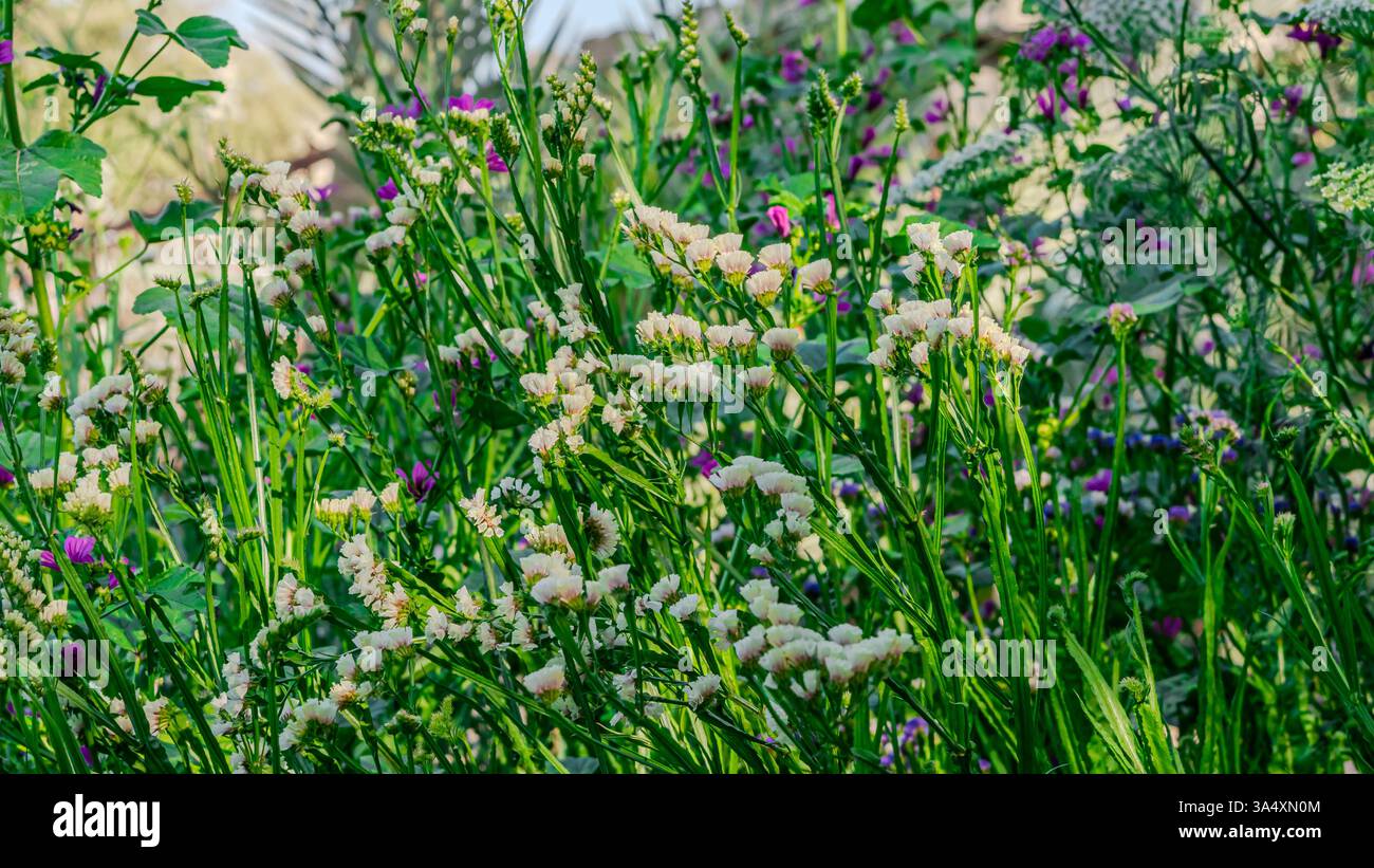 Colorato campo di fiori selvatici con effetto sfocato, perfetto per sfondi cinematografici e rilassanti. Foto di alta qualità Foto Stock