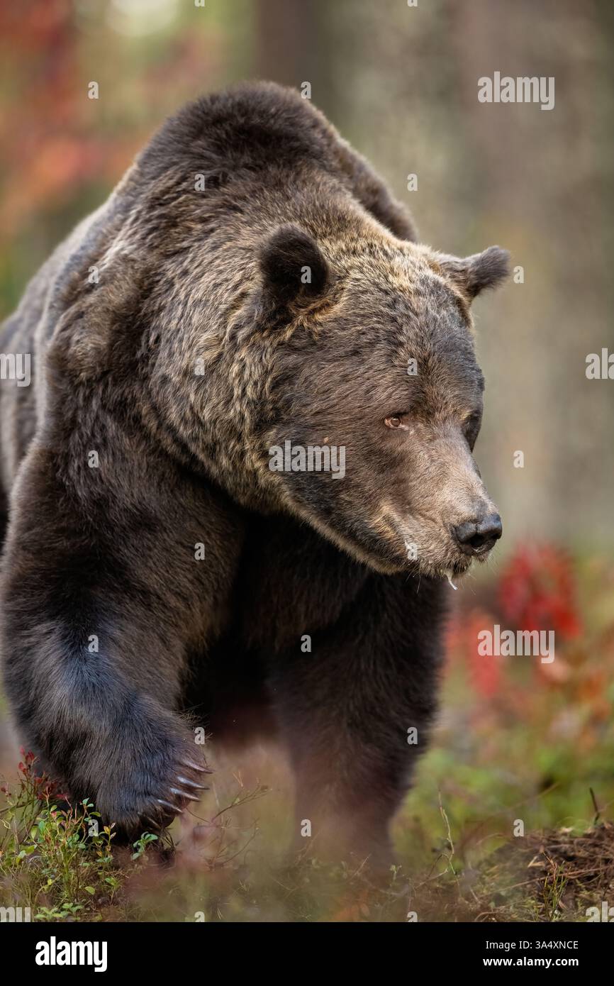 Grande orso maschio che si avvicina nella foresta in autunno, grandi artigli Foto Stock