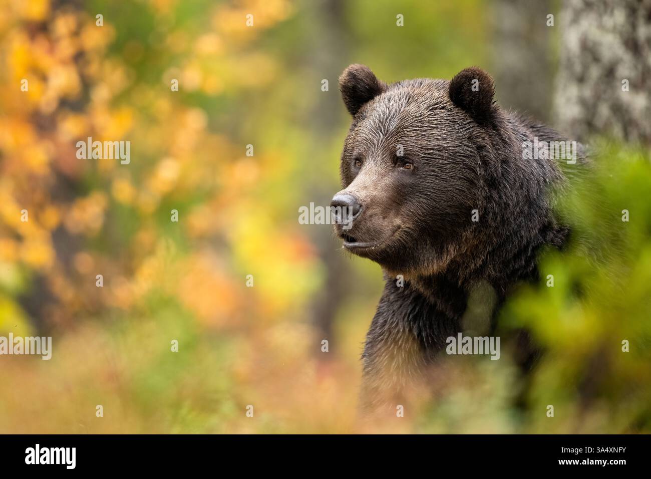 Ritratto dell'orso bruno nella foresta autunnale Foto Stock