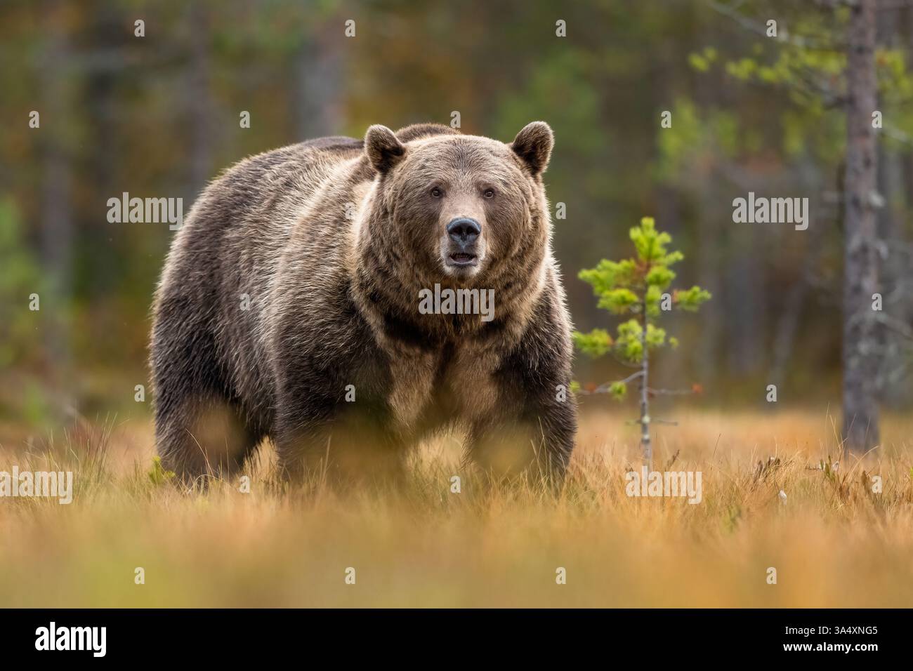 Grande orso bruno in autunno prima dell'ibernazione Foto Stock