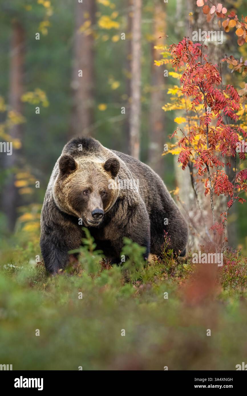 Orso bruno nel paesaggio della foresta autunnale Foto Stock