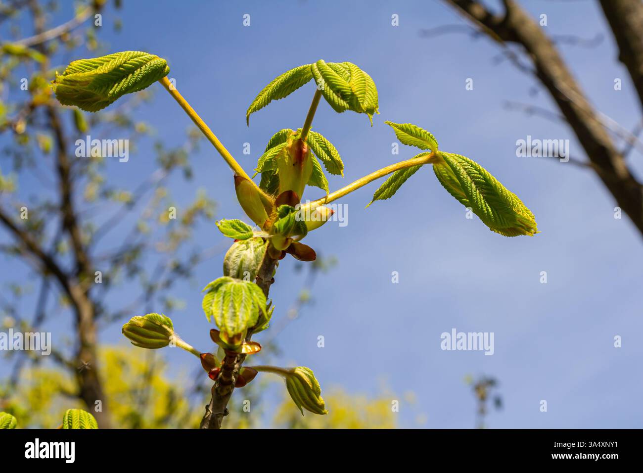 Foglie di castagno verde in bella luce. Stagione primaverile, colori primaverili. Aesculus hippocastanum, il castagno di cavallo. Foto Stock