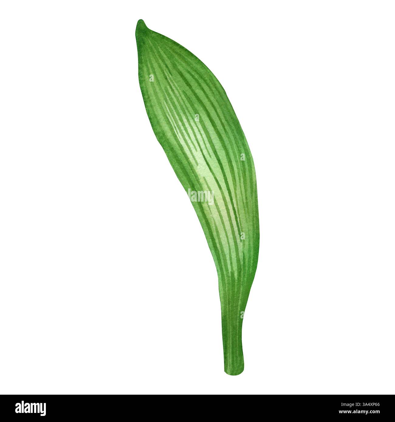 foglia verde con venature scure, foglia di fiori, iris, dipinta a mano con acquerello. Illustrazione acquerello. Adatto per la stampa su tessuto, carta Foto Stock