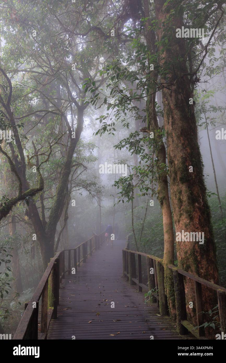Atmosfera magica e nebbiosa lungo il sentiero della cima della foresta pluviale Doi Inthanon, nel nord della Thailandia Foto Stock